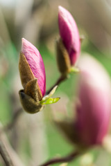 Unopened buds pink Magnolia.