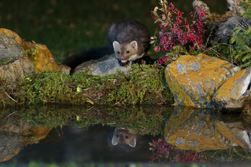 Stone marten 01