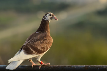 Güvercinlik