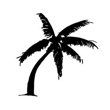 hand drawn palm tree outline texture rough