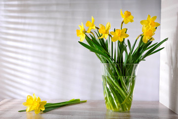  flowering yellow narcissus flowers in a transparent bowl on a light wooden table on gray background which is visible from sunlight blinds. Spring theme. Spring flowering. spring