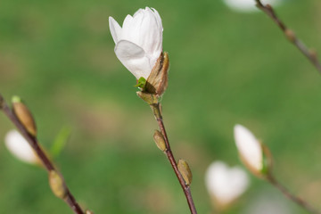Sprig of white Magnolia