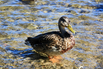 Wild duck in the shallow water of the lake