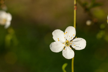 Apple tree flower on twig. Apple tree blossoming in spring.