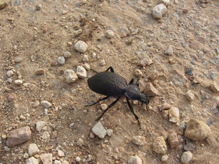 Crimson beetle, Carabus tauricus