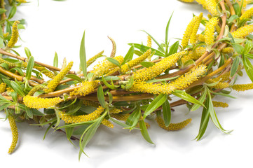 Spring green twigs of weeping willow, isolated