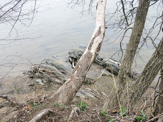 Potomac River trees on a coast spring 2017