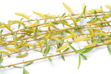 Branch of a weeping willow on a white background © Bokeh Art Photo