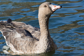 beautiful goose asking for food on pure lake bled in julian alps mountains in beautiful sunny...