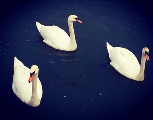 Łabędzie na Wiśle  © Mariusz