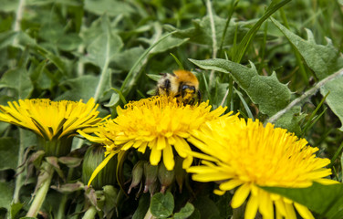Hummel auf L&ouml;wenzahn 1