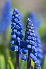 Blue Flowers Murine Hyacinth Buds