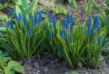 Blue Flowers Murine Hyacinth Buds