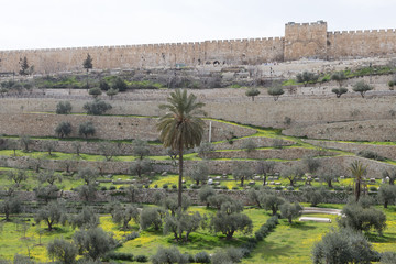 Naklejka premium The old Christian cemetery near the St. Stephen's Church and the Church of All Nations in Jerusalem, Israel