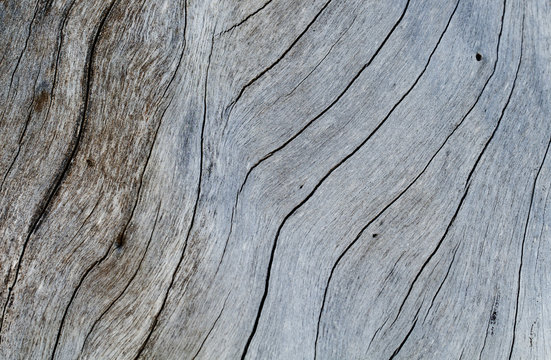 Shabby wooden texture close-up photo. Cold grey wood background.