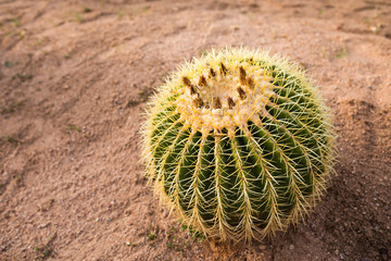 Golden Barrel Cactus or Golden Ball on sand