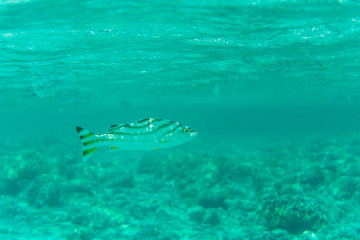 Fototapeta na wymiar Underwater shot fishes in deep tropical sea