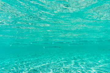 Breathtaking underwater view of mackerel fish school feeding on plankton under the surface of Red...