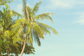 Tropical landscape with palm tree. Exotic island yellow green toned photo.