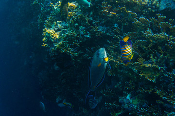 sea coral reef with hard corals, fishes underwater photo