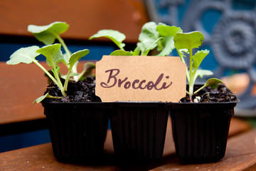Brocolli seedlings with label
