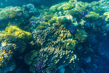 sea coral reef with hard corals, fishes underwater photo