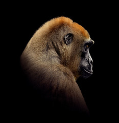 Obraz premium Gorilla Close up portrait isolated on black