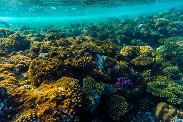 Fototapeta na wymiar sea coral reef with hard corals, fishes underwater photo