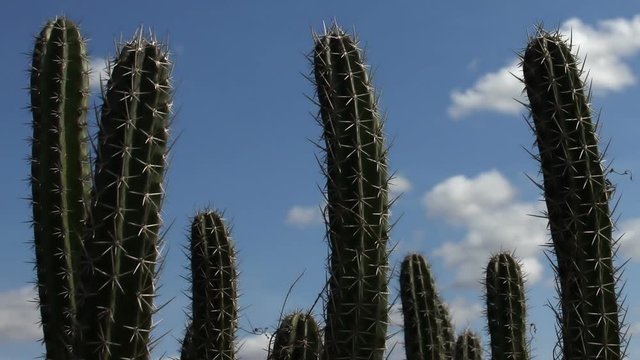 Cactus cloudscape time lapse in Colombia desert, La Guajira
