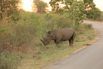 Fototapeta premium Rhino at Kruger National Park, South Africa