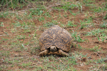 African tortoise. An active tortoise moving and watching other animals on Kruger National Park