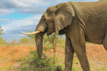 Fototapeta na wymiar Elephant eating vegetation at Kruger National Park, South Africa