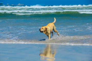 Dog playing in water. A beautiful dog leaping for joy on the beach with waves breaking in the background