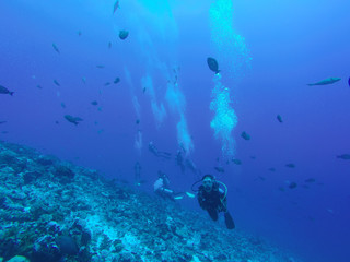 Scuba divers swim over Coral Reef. Rangiroa, French Polynesia.