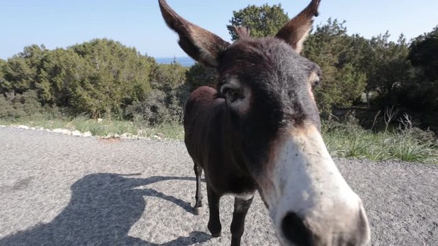 Funny donkey looking at the camera