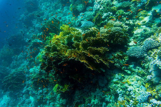 Sea under water nature, with reaf coral and fishes. Sea flora and fauna.