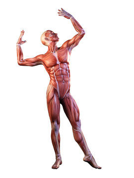 Muscle man anatomy in motion 3D Illustration