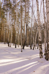 Winter Birch Wood