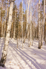 Fototapeta premium Winter Birch Wood