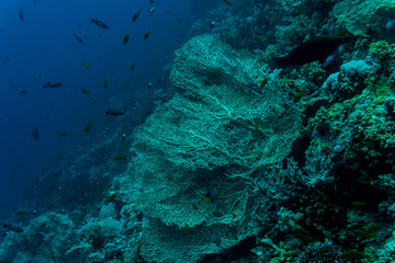 Sea under water nature, with reaf coral and fishes. Sea flora and fauna.