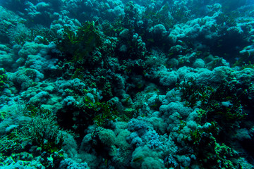 Sea under water nature, with reaf coral and fishes. Sea flora and fauna.