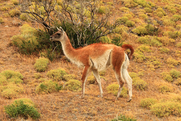 Llama (Guanaco) in Torres del Paine, Patagonia, Chile
