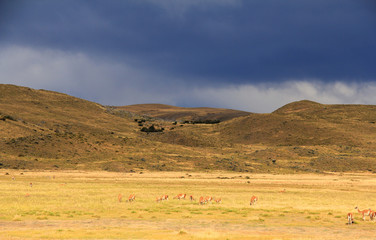 Fototapeta na wymiar Storm clouds, yellow field and many llamas in Torres del Paine, Patagonia, Chile