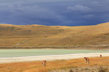 Obraz premium Dramatic clouds, green lake and Llamas in yellow field. Torres del Paine National Park, Patagonia, Chile Llamas (Guanacos) at Laguna Amarga - Torres del Paine - Patagonia - Chile