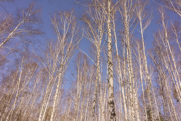 Fototapeta premium Winter Birch Wood