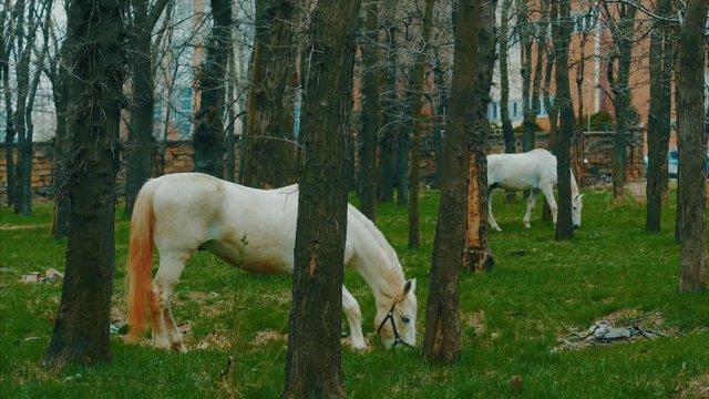 White horses graze in a green park at spring