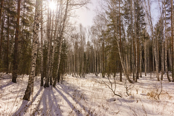 Winter Birch Wood