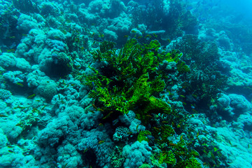 Fototapeta na wymiar Sea under water nature, with reaf coral and fishes. Sea flora and fauna.