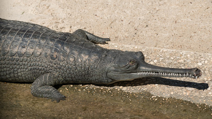 Indian Gharial