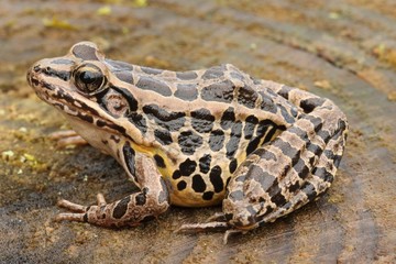 Naklejka premium Pickerel Frog (Lithobates Rana palustris)